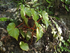 Begonia cucullata