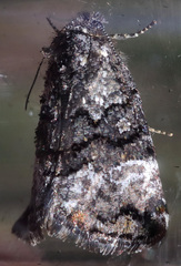 Annaphila decia