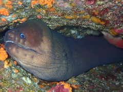 Gymnothorax unicolor