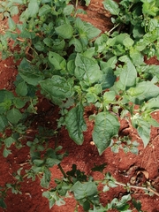 Jaltomata procumbens