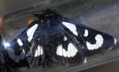 Alypia mariposa