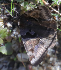 Euclidia ardita