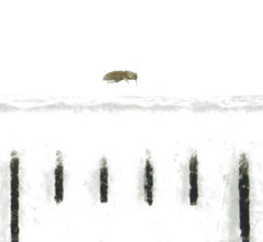 Ptinella acaciae