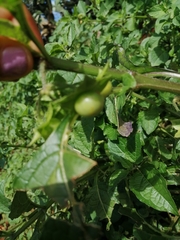 Jaltomata procumbens