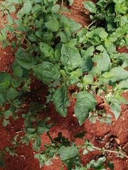 Jaltomata procumbens