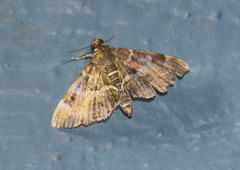 Hymenia perspectalis