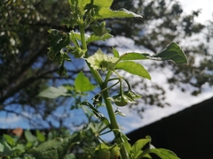 Jaltomata procumbens
