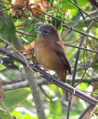 Cyanoloxia glaucocaerulea