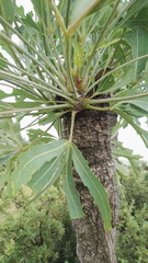 Cussonia