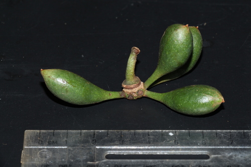 Goniothalamus malayanus