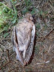 Otus brucei