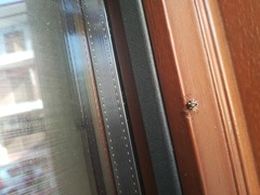 Menemerus semilimbatus