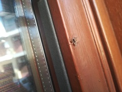 Menemerus semilimbatus