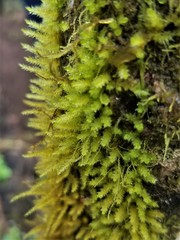 Rhynchostegium serrulatum