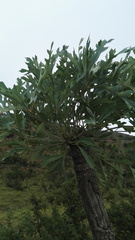 Cussonia