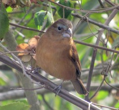 Cyanoloxia glaucocaerulea