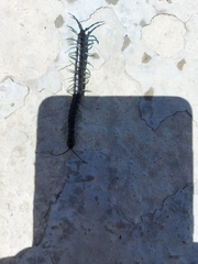 Otostigmus silvestrii