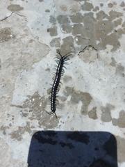 Otostigmus silvestrii