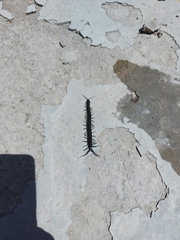 Otostigmus silvestrii