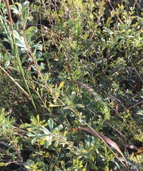 Chamaecytisus ruthenicus