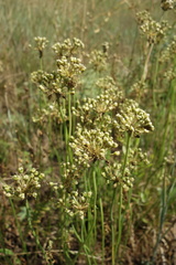 Allium flavescens