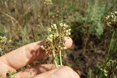 Allium flavescens