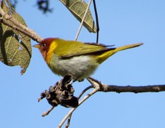 Hemithraupis ruficapilla