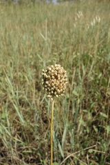 Allium rotundum