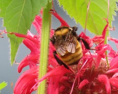 Bombus borealis
