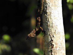 Anolis rubribarbus