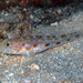 Large-scaled Goby - Photo (c) Sylvain Le Bris, some rights reserved (CC BY-NC), uploaded by Sylvain Le Bris