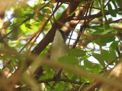 Curruca crassirostris