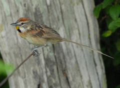 Chotoy Spinetail photo 3