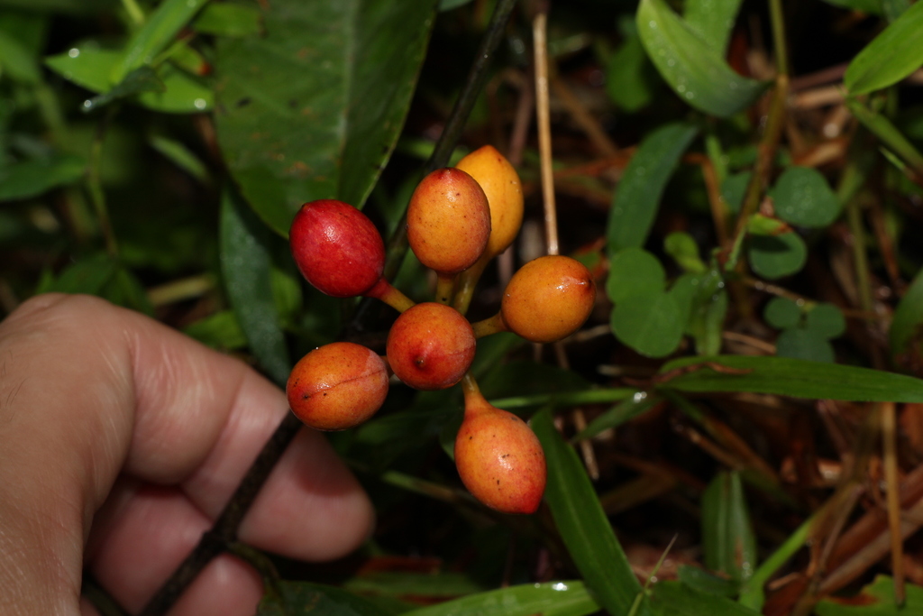 Friesodielsia glauca