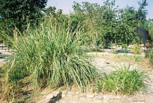 Zea mays ssp. parviglumis
