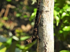 Anolis rubribarbus