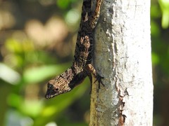 Anolis rubribarbus