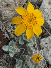 Eriophyllum lanatum integrifolium
