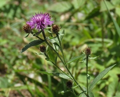 Centaurea macroptilon