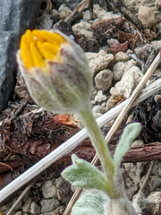 Eriophyllum lanatum integrifolium