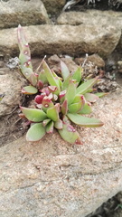 Delosperma carolinense