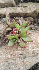 Delosperma carolinense