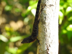 Anolis rubribarbus