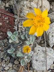 Eriophyllum lanatum integrifolium