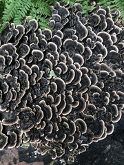 Trametes versicolor image