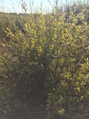 Chamaecytisus ruthenicus