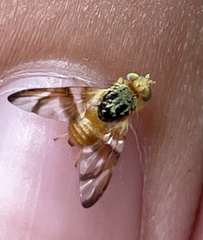 Procecidocharoides penelope