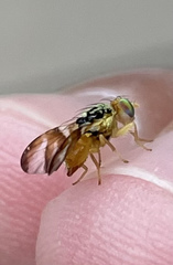 Procecidocharoides penelope