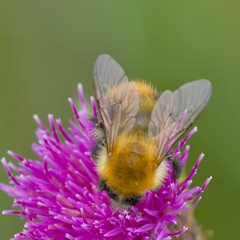 Bombus humilis