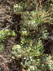 Sempervivum pumilum